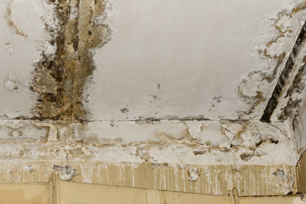 Best Residential Mold Inspection & Testing  in Elleale, ND