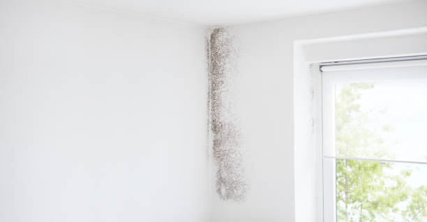 Best Mold Prevention Services  in Elleale, ND