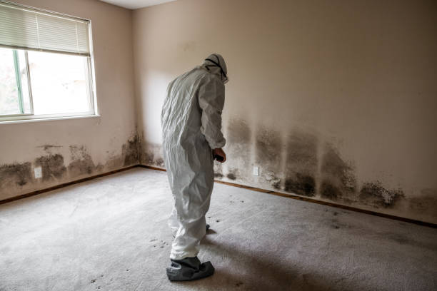 Best Industrial Mold Remediation  in Elleale, ND